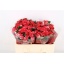 product/img.floraplaza.nl/KRFIRE5-LIVE_fotos-0x3F2D8B5230EA6963DCCFDC7618B6C50BD4BFEEF4.jpg