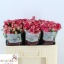 product/img.floraplaza.nl/KRFIRE5-LIVE_fotos-0x9B9F754C3ECAEE92E65346A215BB79D26ABB38AA.jpg
