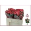 product/img.floraplaza.nl/KRFIRE5-LIVE_fotos-0xA60BE82143BAAB151FDC885957908AE7B9F74C3D.jpg