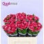 product/img.floraplaza.nl/KRFIRE5-LIVE_fotos-0xC25FEE676D00B4F67D72B050CE4C2BBE796E7B8C.jpg