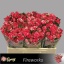 product/img.floraplaza.nl/KRFIRE5-LIVE_fotos-0xDA1D9F016C67BDA4FE3B35C894EA87991E029B57.jpg