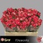 product/img.floraplaza.nl/KRFIRE5-LIVE_fotos-0xDA5C1EB18AB14E86BB26B9A2A3E53E574B5A1690.jpg