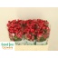 product/img.floraplaza.nl/KRFIRE5-LIVE_fotos-0xF4FCB9A230935BF0563FD628CE244814E210BF05.jpg