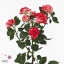 product/img.floraplaza.nl/KRFIRE6-ART_fotos-VBN-vbn110451.jpg