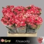 product/img.floraplaza.nl/KRFIRE6-LIVE_fotos-0x08C15C239ADA097A2F4F0245166BCF9154E25614.jpg