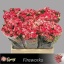 product/img.floraplaza.nl/KRFIRE6-LIVE_fotos-0x715CEF7441265CB310F01F14429BC350C16387D9.jpg
