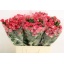 product/img.floraplaza.nl/KRFIRE6-LIVE_fotos-0xB2BAEEAF916B7C5CD7BB0A43B5F0C52B8AB31FD7.jpg