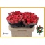 product/img.floraplaza.nl/KRFIRE6-LIVE_fotos-0xEC4721C690E80891D500CEA734ABD0B17EFA1854.jpg