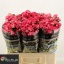 product/img.floraplaza.nl/KRFIRE6-LIVE_fotos-0xF9006A7D11A6068E64B691E015C08CF4F57509E6.jpg