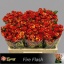 product/img.floraplaza.nl/KRFIRF5-LIVE_fotos-0xC5372DB9623E224E6C831ECBFDFCDE4CC2B501F9.jpg