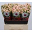 product/img.floraplaza.nl/KRFLE6-LIVE_fotos-0xB384F0B1D5B516EB6A242F93BD64694AA46D922C.jpg