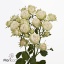 product/img.floraplaza.nl/KRGAL6-ART_Fotos-VBN-vbn120587.jpg