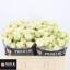 product/img.floraplaza.nl/KRIVOF5-LIVE_fotos-0xC40962990F23123B5262024CCCCDD6E16362343A.jpg