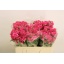 product/img.floraplaza.nl/KRLIA5-LIVE_fotos-0x15DD55990B47FC448AAA05A5B60BFE7752FE84C8.jpg
