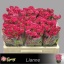 product/img.floraplaza.nl/KRLIA5-LIVE_fotos-0x173463794153BCB9D27D43657263721CDD6F9D64.jpg