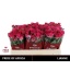 product/img.floraplaza.nl/KRLIA5-LIVE_fotos-0x7A43A448332F2B6C2C38B075801279C4433A1770.jpg
