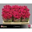 product/img.floraplaza.nl/KRLIA5-LIVE_fotos-0xC50D0E0546B8D63C534844D9D9F2F080B08083CE.jpg