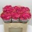 product/img.floraplaza.nl/KRLIA5-LIVE_fotos-0xF3B5B6488553F7E1987791464CF58547D3EC9C94.jpg