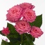 product/img.floraplaza.nl/KRLIA6-ART_Fotos-VBN-vbn104478.jpg