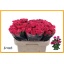product/img.floraplaza.nl/KRLIA6-LIVE_fotos-0x0A1E0E082069F213CD13E8F0031BBF7CBF497BCE.jpg
