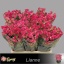 product/img.floraplaza.nl/KRLIA6-LIVE_fotos-0x3461D8DCEC9A187332AD919165DEB0041289D128.jpg