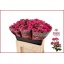 product/img.floraplaza.nl/KRLIA6-LIVE_fotos-0x9CFEBD0C28235F7E70FC491C39186687BAD7E253.jpg