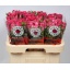 product/img.floraplaza.nl/KRLIA6-LIVE_fotos-0xADD322DAD335ABDE5643F961C88251E3A700F2E8.jpg