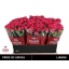 product/img.floraplaza.nl/KRLIA6-LIVE_fotos-0xEB41FE75CF347ADC471F6B23FF9CA3D94CF2697D.jpg