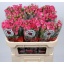 product/img.floraplaza.nl/KRLIA7-LIVE_fotos-0x758F31CB1E548989B467DE92409AA81131CF5BAF.jpg
