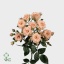 product/img.floraplaza.nl/KRLYD5-ART_fotos-VBN-vbn4736.jpg