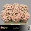product/img.floraplaza.nl/KRLYD5-LIVE_fotos-0x5B903A8E037295FF155E46A65EB5A1A19EC666F4.jpg