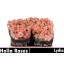 product/img.floraplaza.nl/KRLYD5-LIVE_fotos-0x9265A80515AD5A158AB6374CAC622E43B6942F1D.jpg
