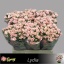 product/img.floraplaza.nl/KRLYD6-LIVE_fotos-0x3A6BD50983B5DDFD594A8C8099B66C6B8B59BBB2.jpg