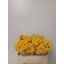 product/img.floraplaza.nl/KRMAR5-LIVE_fotos-0x8C4EBA70B5AFC4E6B05D191F3299FE64A3C1E055.jpg