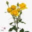 product/img.floraplaza.nl/KRMAR6-ART_fotos-VBN100000-vbn109704.jpg