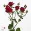 product/img.floraplaza.nl/KRMIR5-ART_fotos-VBN-vbn108588.jpg