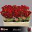 product/img.floraplaza.nl/KRMIR5-LIVE_fotos-0x0005642BE2A3B35F3CF8B1731AF05575640854CE.jpg