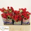 product/img.floraplaza.nl/KRMIR5-LIVE_fotos-0x325D61F5BDEE4A16D5F2EBFC4CFB2712CF37DE65.jpg