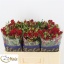 product/img.floraplaza.nl/KRMIR5-LIVE_fotos-0x8F847D2FFBAB1CD6DB79076C3BF68D20CA24A74C.jpg