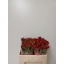 product/img.floraplaza.nl/KRMIR5-LIVE_fotos-0x9A526644F04EF344C04C0553062858FF43483891.jpg