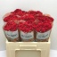 product/img.floraplaza.nl/KRMIR5-LIVE_fotos-0xB22E8D3FFE02966F5F64CCBFBFF9E8CBB94519CE.jpg