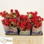 product/img.floraplaza.nl/KRMIR5-LIVE_fotos-0xEF922B8B4328ECCA21CCED6CCFCB678F7AF63376.jpg