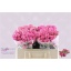 product/img.floraplaza.nl/KRMISBUB5-LIVE_fotos-0xED2BE7468A4A78F0300884BFEAD74806C3E5581C.jpg