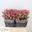product/img.floraplaza.nl/KRNAT6-LIVE_fotos-0x005646B88AE4C9712E5293B2982A1E1B4EB619F7.jpg