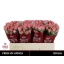 product/img.floraplaza.nl/KRODI5-LIVE_fotos-0x5C04F63D7F3AF6D427C4BBE2896C99330D91D39A.jpg