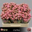 product/img.floraplaza.nl/KRODI5-LIVE_fotos-0x67141336D26F424D7CD25E0C5A3E559BC7A21690.jpg
