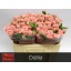 product/img.floraplaza.nl/KRODI5-LIVE_fotos-0x78988CEC92A17AB70D0064EE30C903AD1BED48E4.jpg