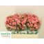 product/img.floraplaza.nl/KRODI5-LIVE_fotos-0x7D8EE5F23EE56263A3042F66EBAEE1108073FB27.jpg
