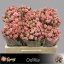 product/img.floraplaza.nl/KRODI5-LIVE_fotos-0x8795B5C5856B909B3D2FE067A66365DEA9339D78.jpg