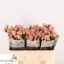 product/img.floraplaza.nl/KRODI5-LIVE_fotos-0xF23B4ABBF41A55DF2B5B6B89BD1D997EBFF6657E.jpg